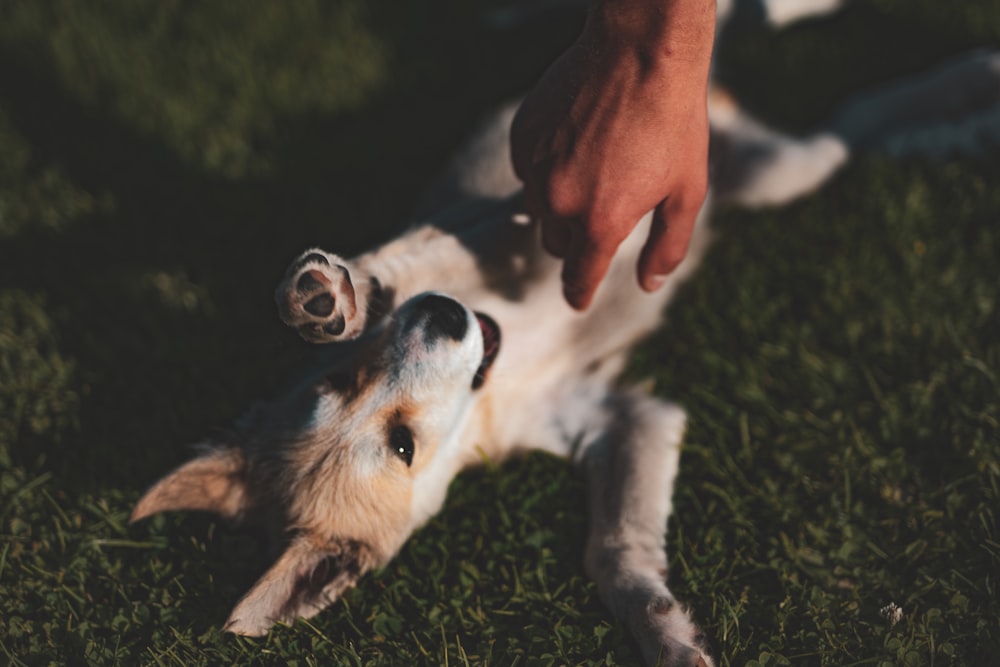 person playing with white and brown dog