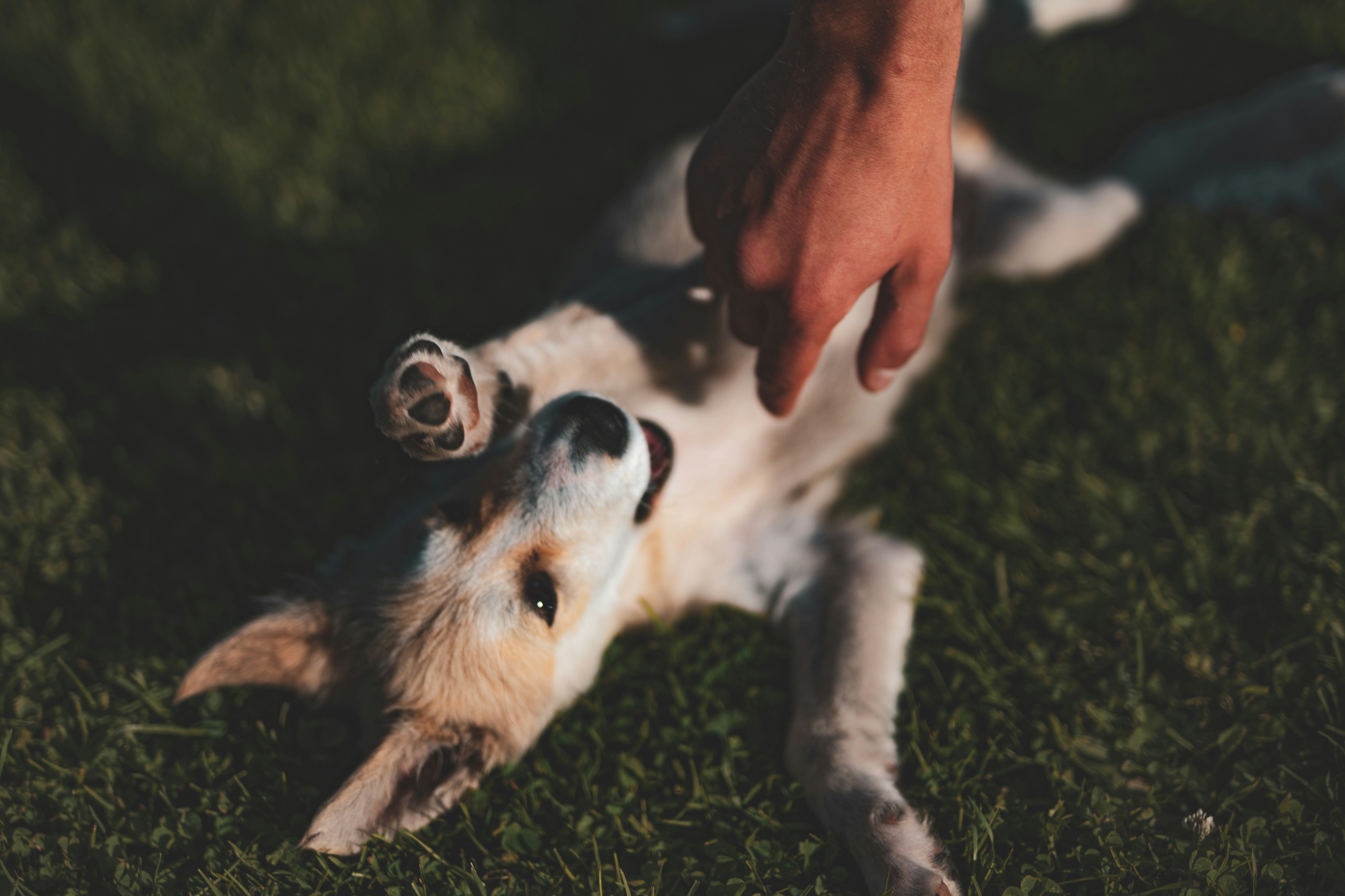 Common Dog Skin Issues in Vietnam & Prevention Tips