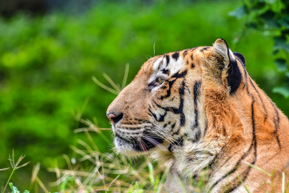 brown tiger on focus photography