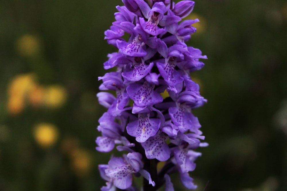 purple petaled flowers