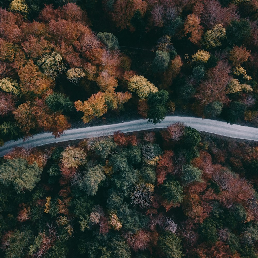 fotografia aerea di strade e alberi