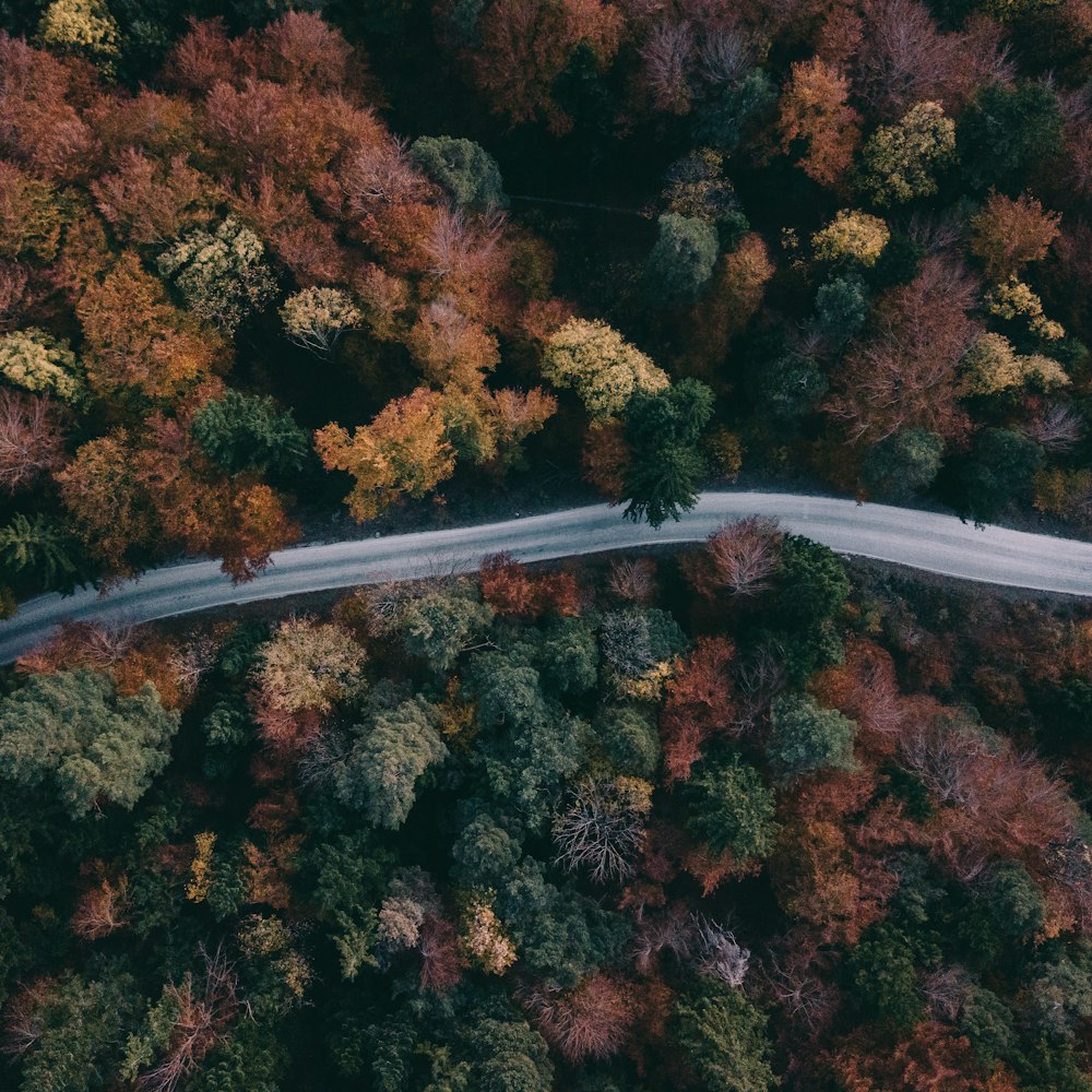 aerial photography of road and trees