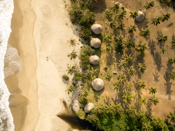 aerial photo of seashore with green palm trees during daytime