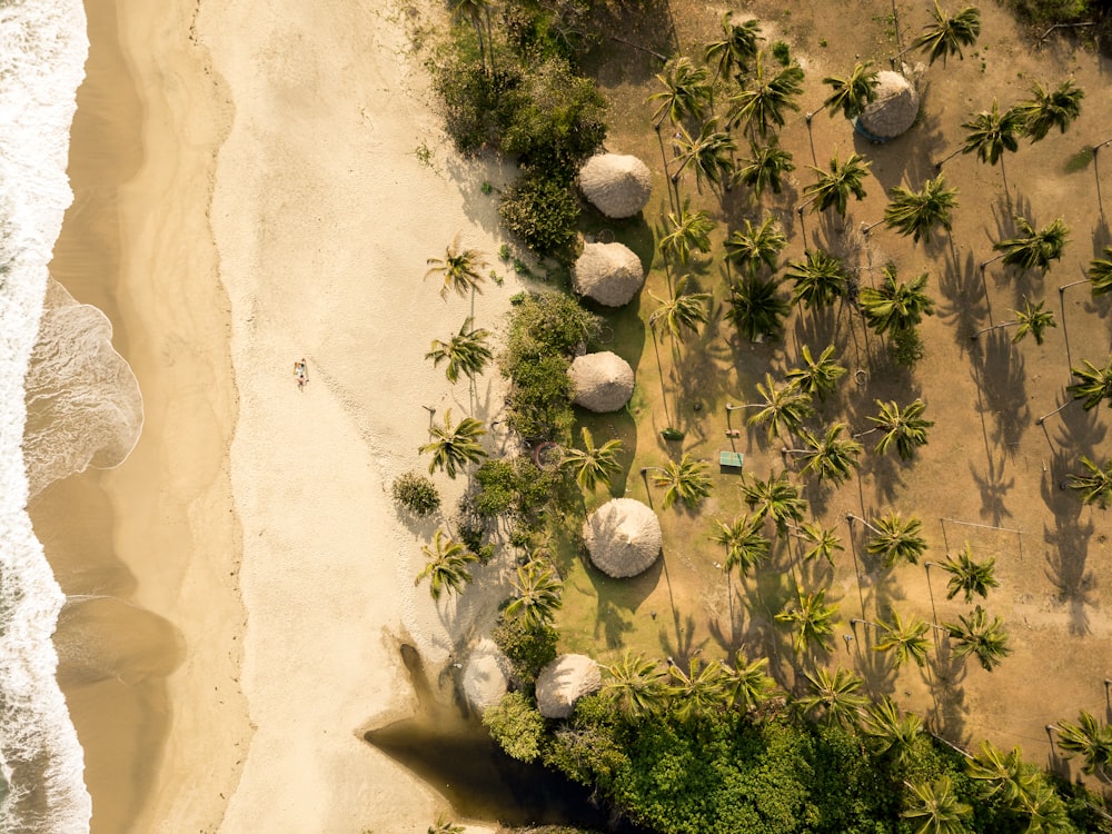 aerial photo of seashore with green palm trees during daytime