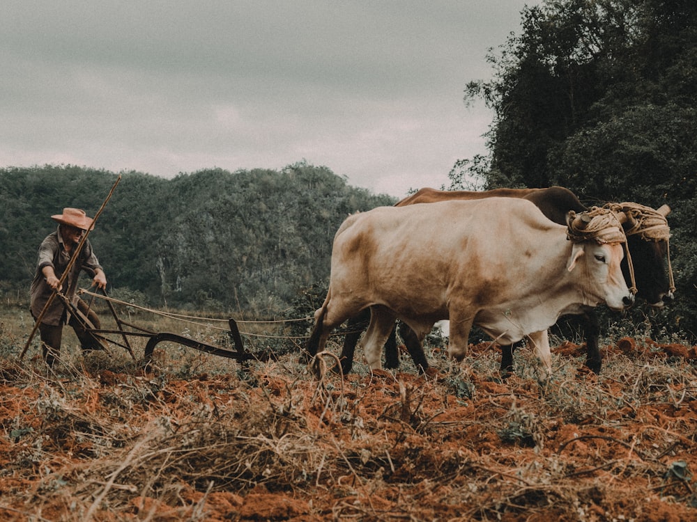 two brown cattle