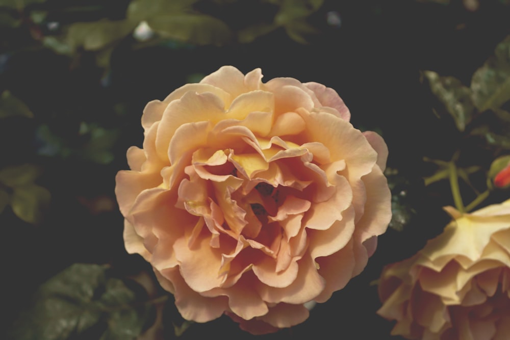 two yellow petaled flowers