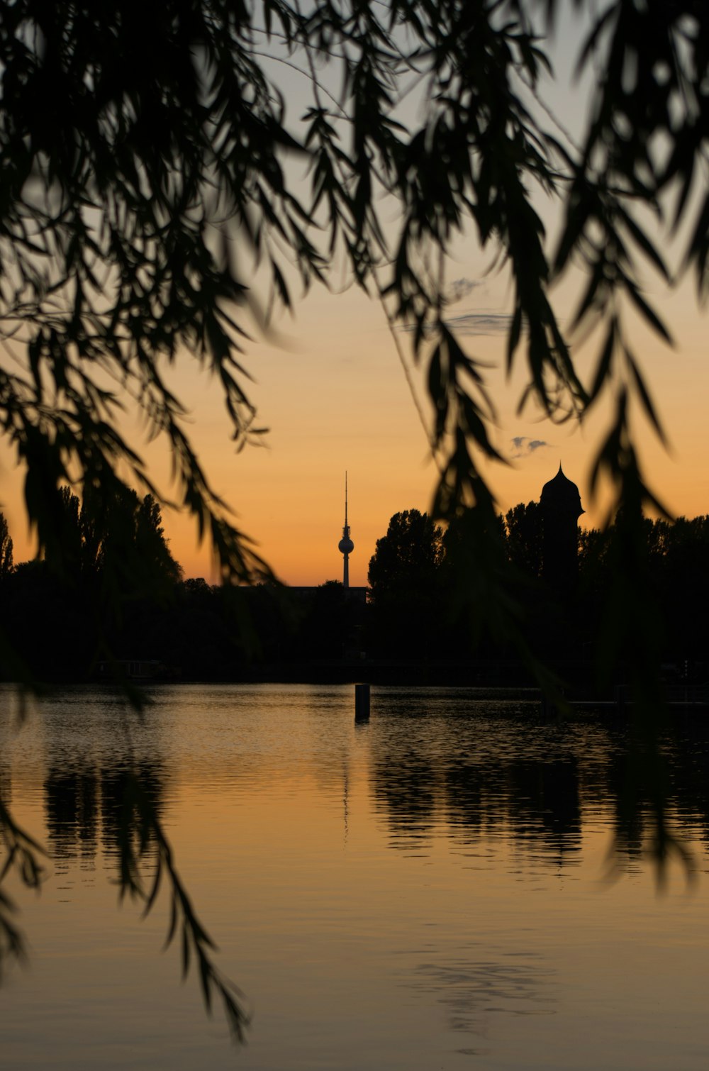 silhouette of trees during golden hour