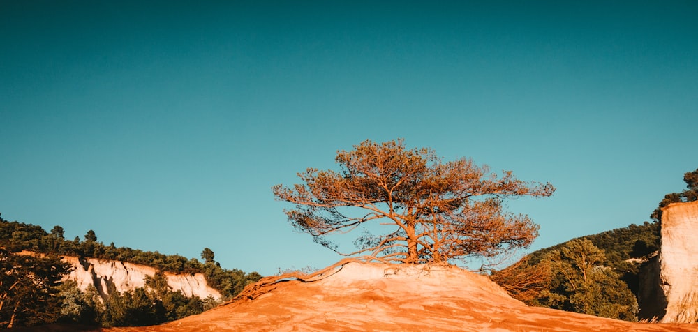 arbre vert