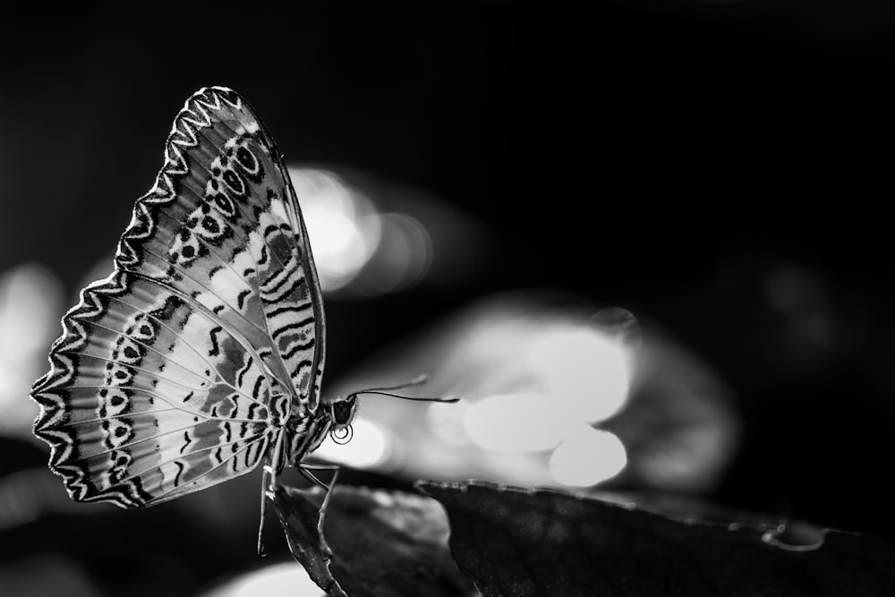 grayscale photography of butterfly