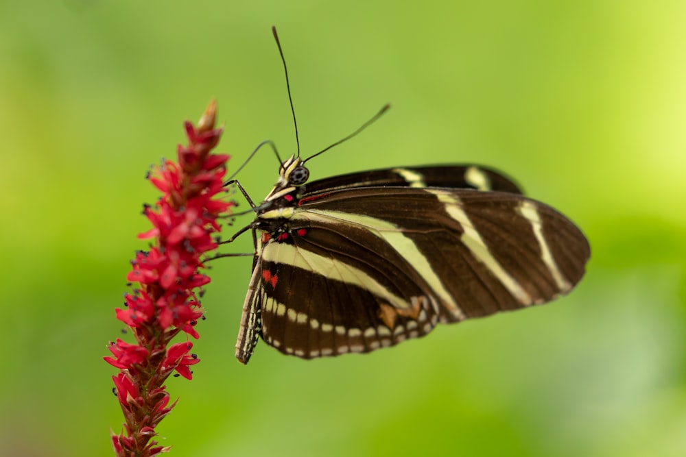 brown and gray butterfly on red petaled flower