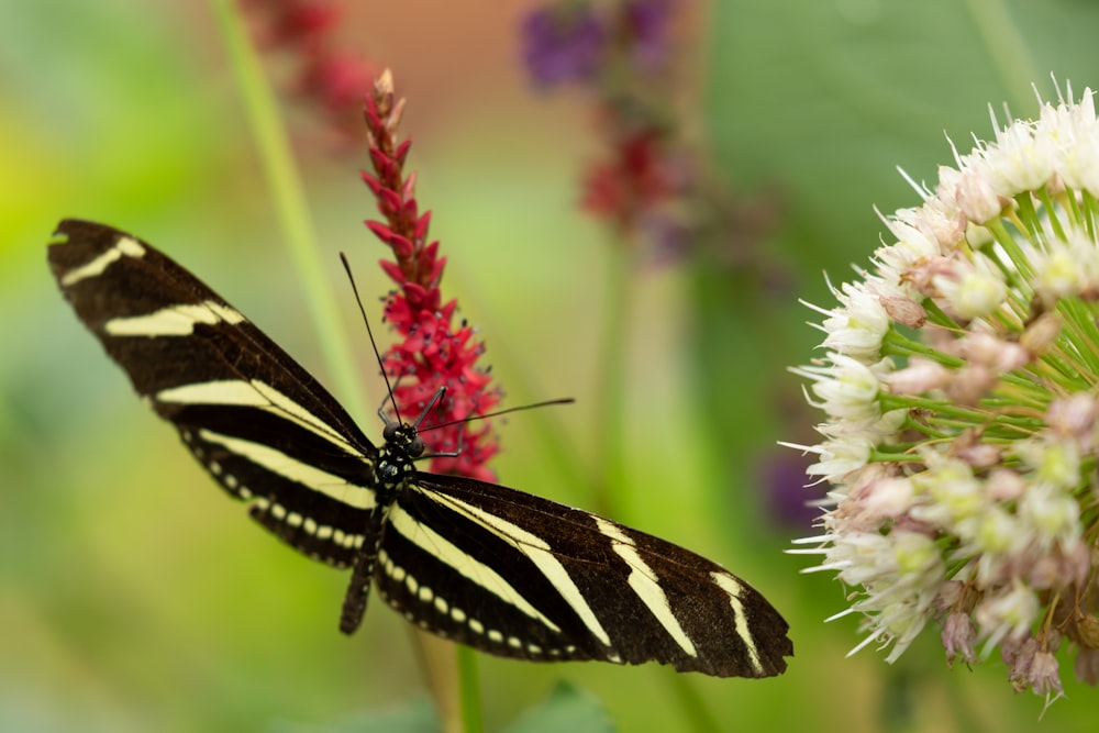 white and black zebra butterfly