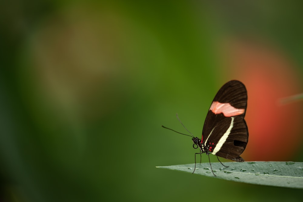 butterfly on leaf