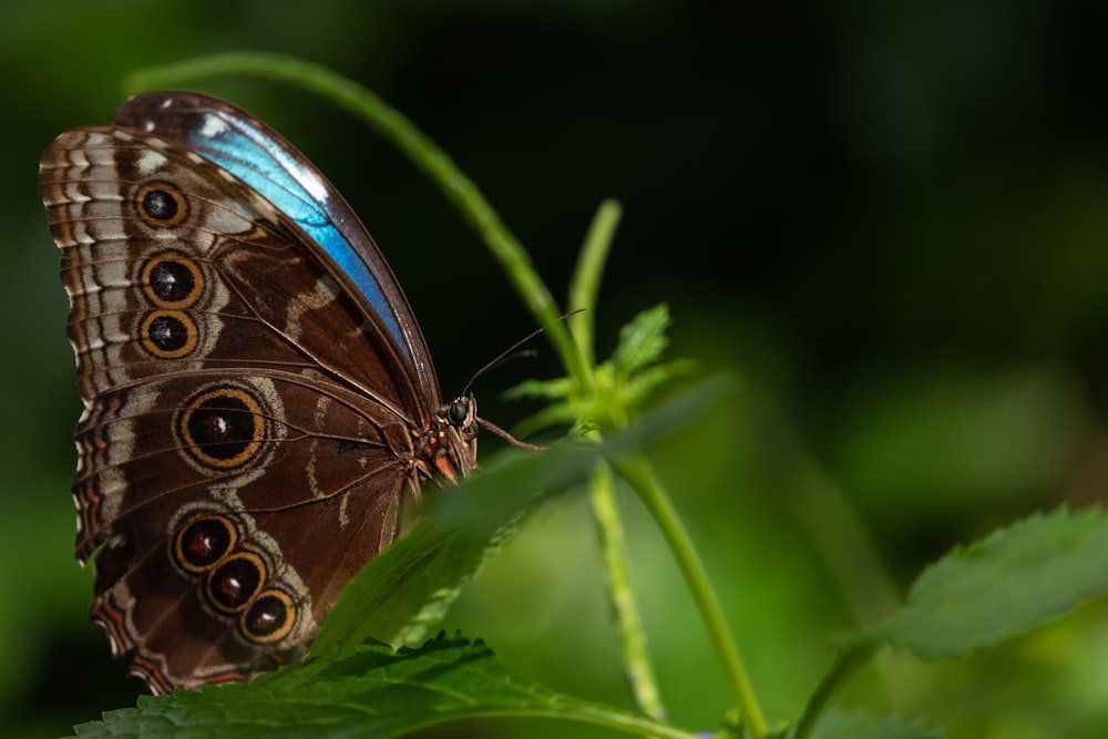 morpho butterfly perched on green leaf plant close-up photography