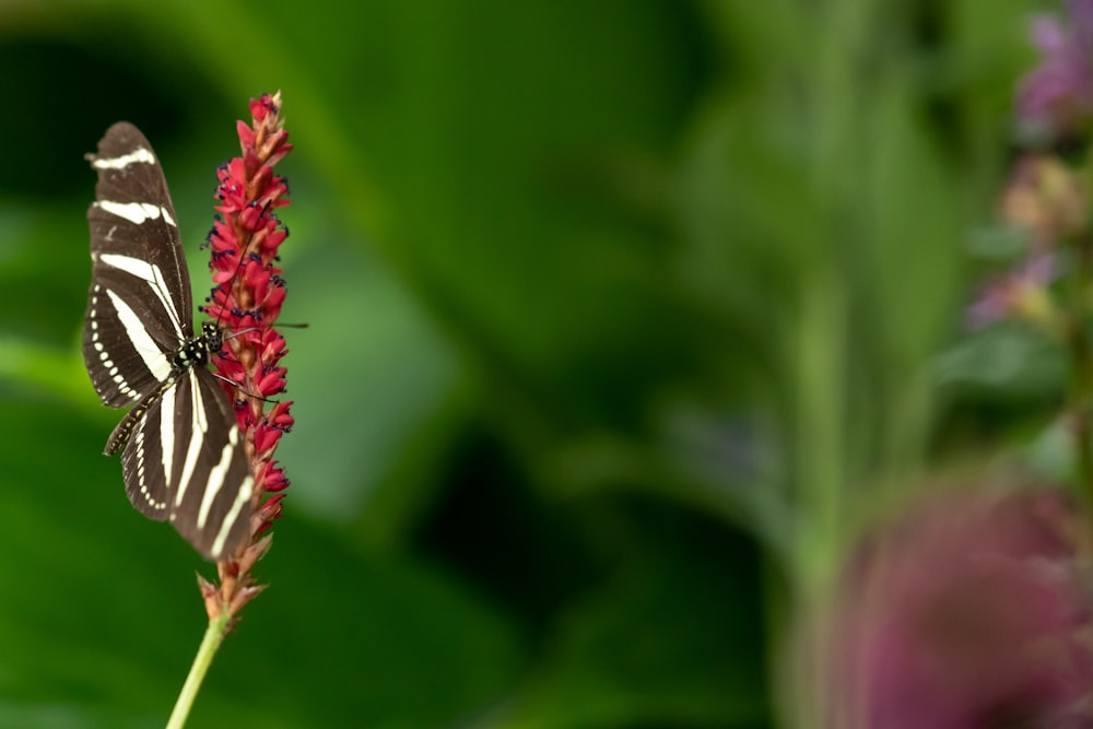 closeup photo of black and white stripe butterfly on red flower