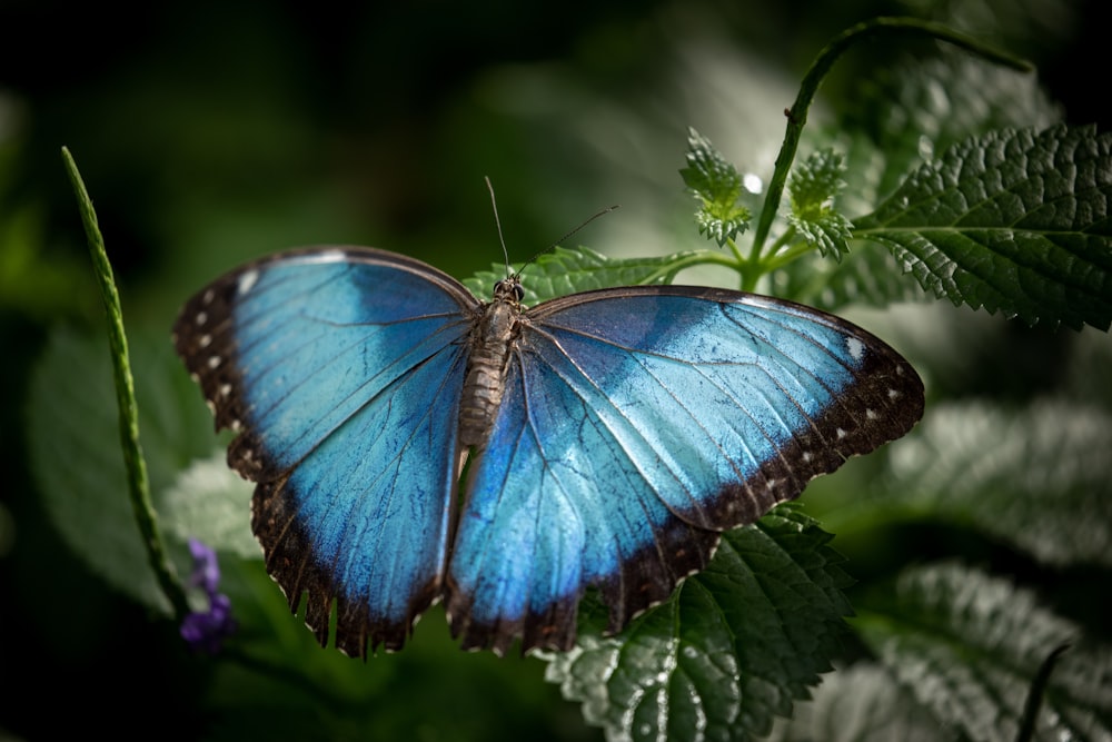 blue morpho butterfly perching on green leaf in close-up photography