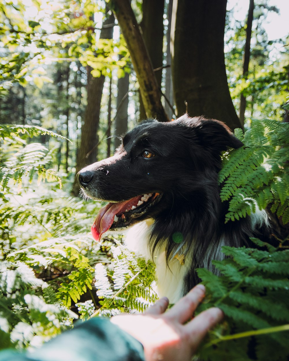 black and white dog surrounded with plants