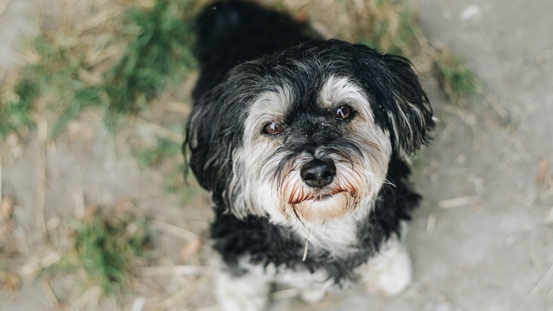 white and black shih tzu