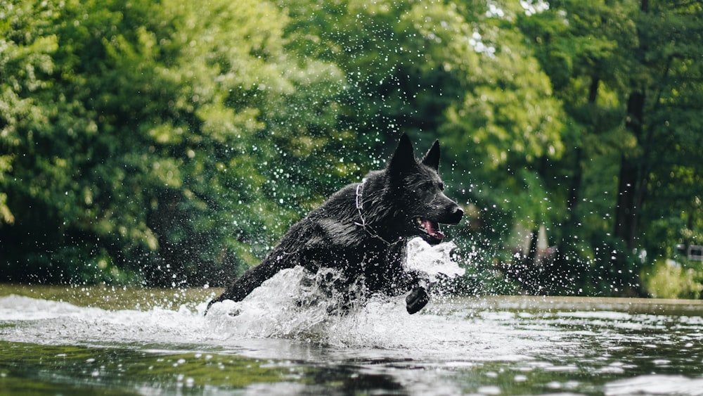 Fotografía de lapso de tiempo de salpicaduras de agua de un perro saltando sobre el agua