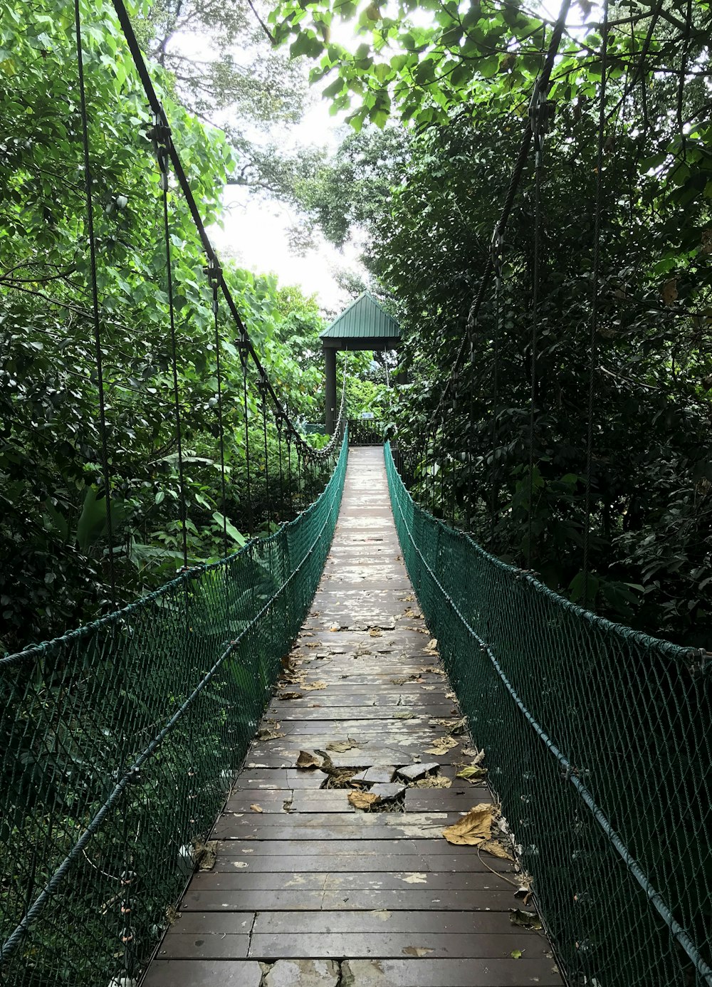 brown hanging bridge