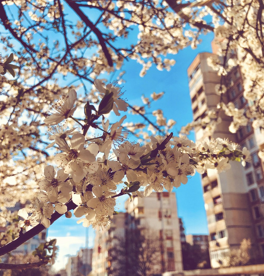 white flowers