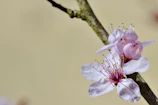 Close-up of a delicate cherry blossom embroidered on silk fabric.