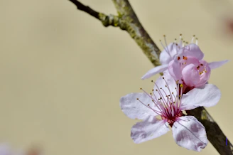 Close-up of delicate sakura embroidery on fabric with vibrant pink threads.