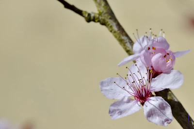 Close-up of delicate sakura embroidery on fabric with vibrant pink threads.