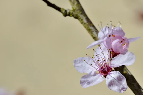 Close-up of a delicate cherry blossom embroidered on silk fabric.