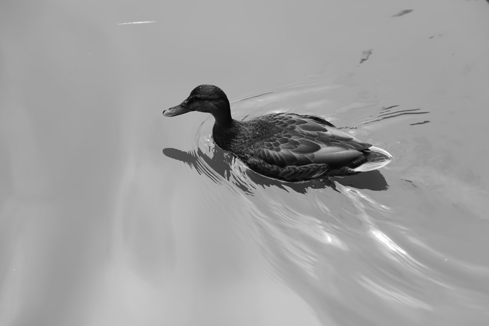 duck on body of water