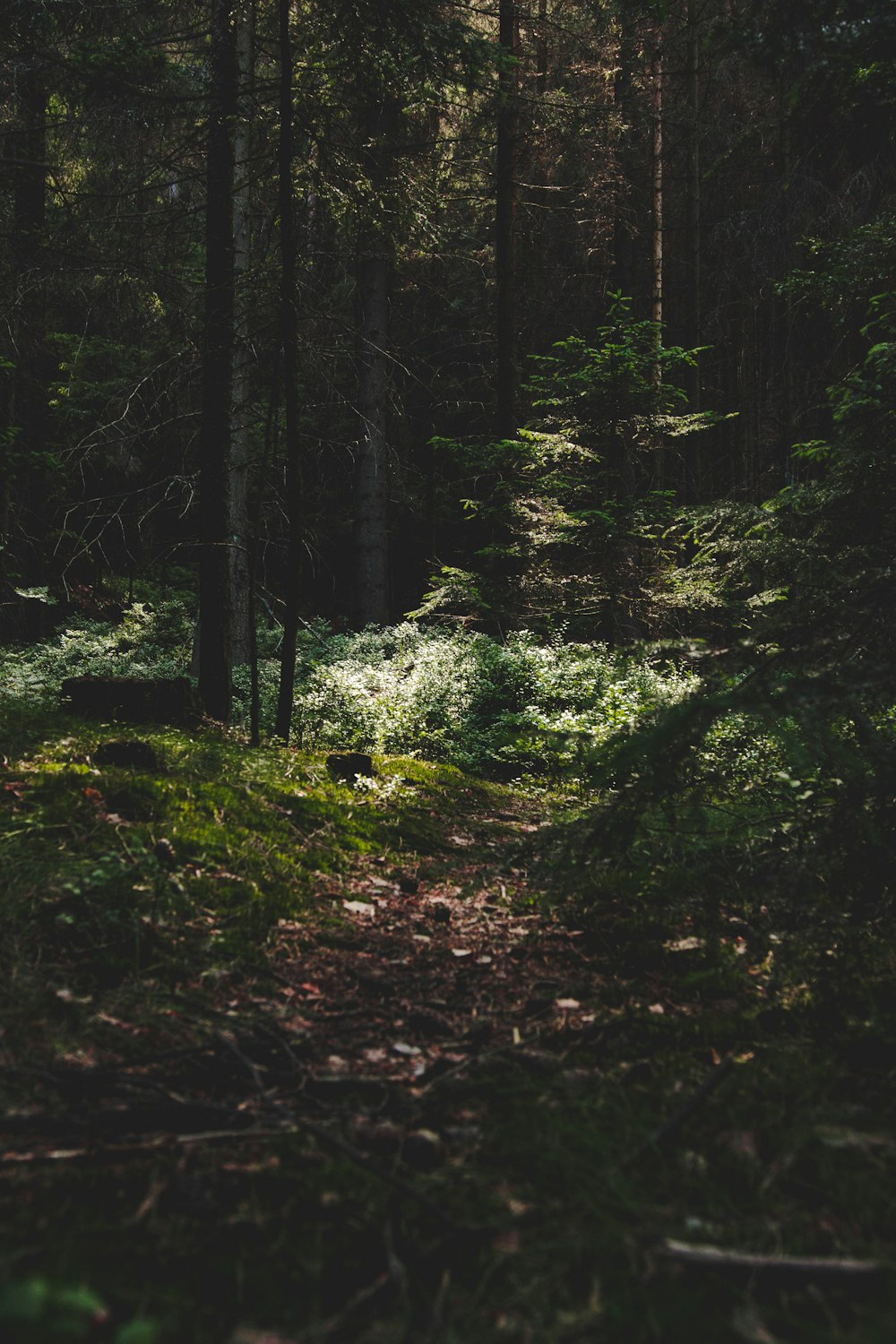 green-leafed trees