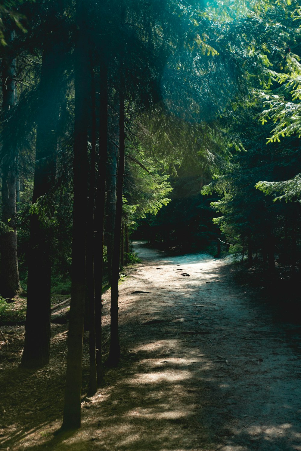 green pine trees