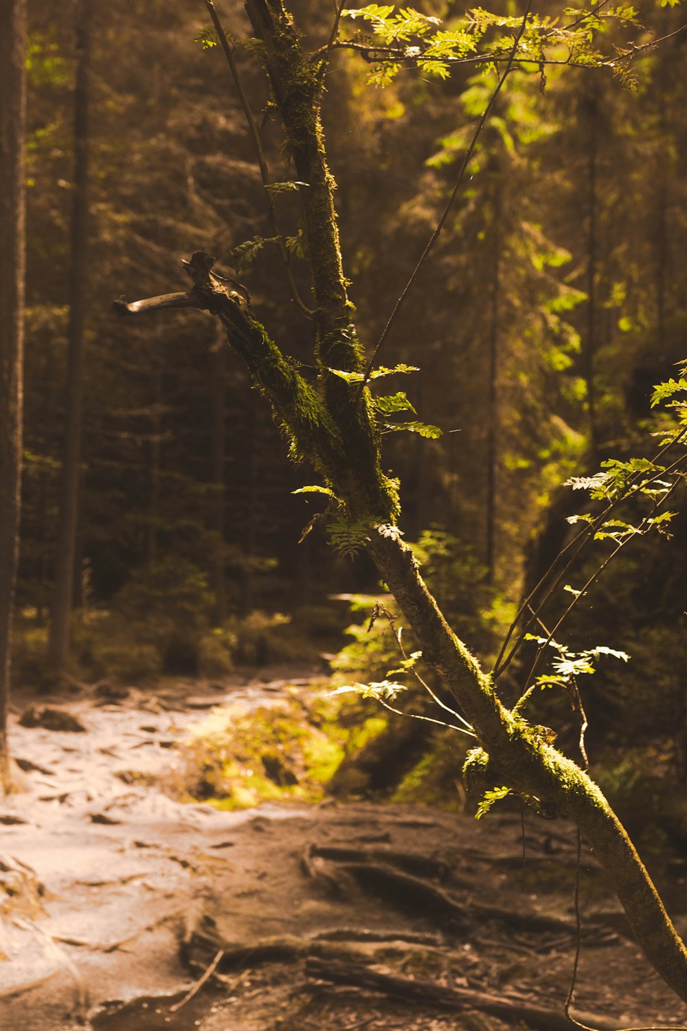 tree with green moss at the forest