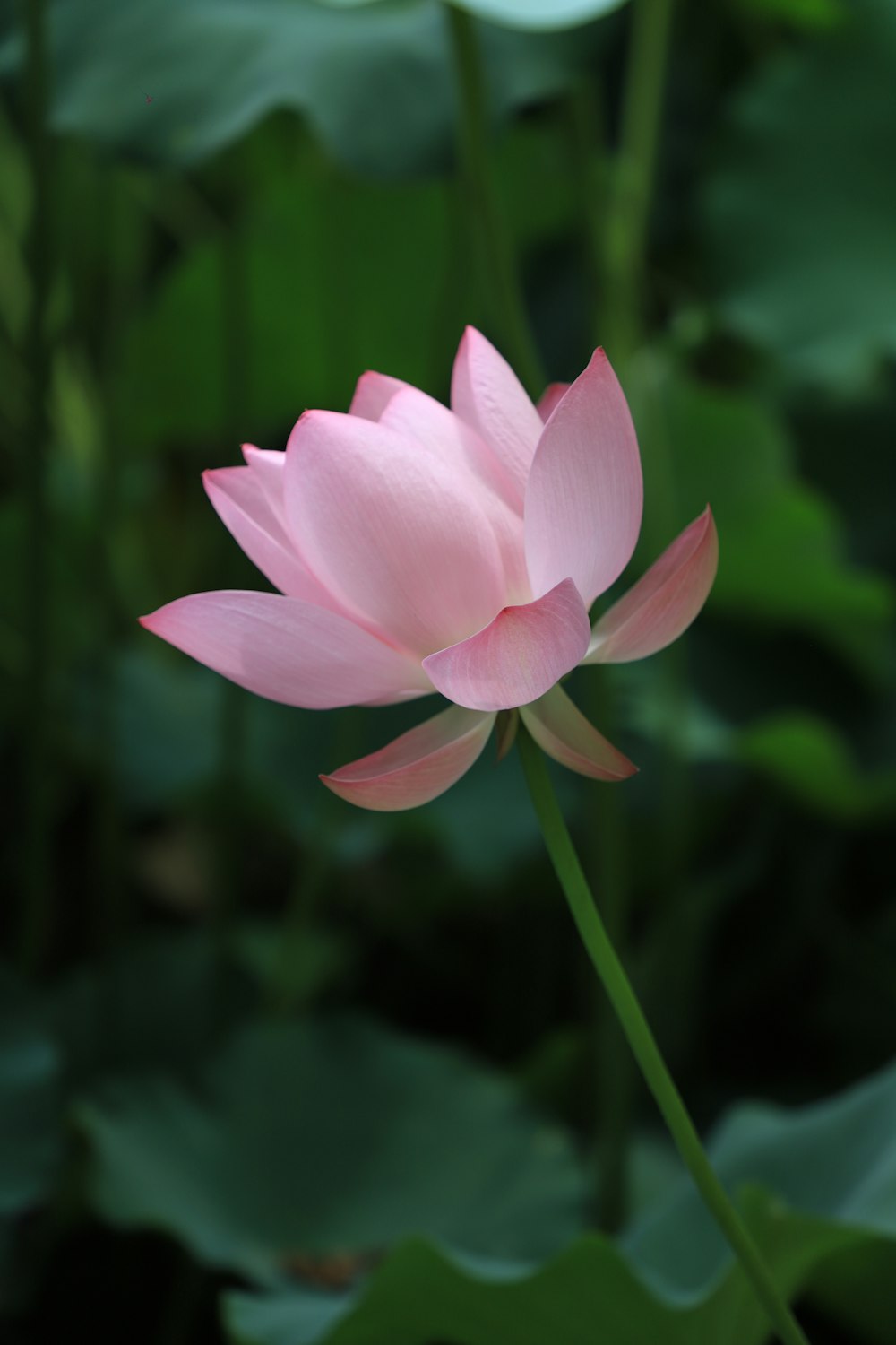 pink-petaled flower