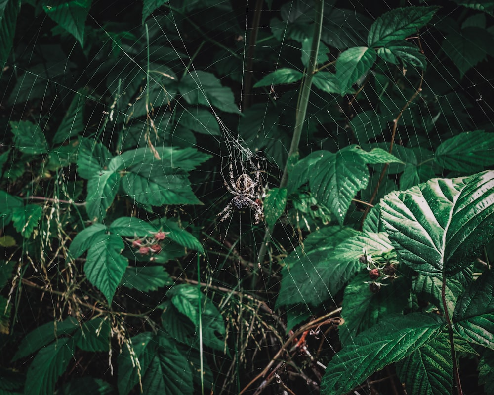 shallow focus photo of gray spider near plants