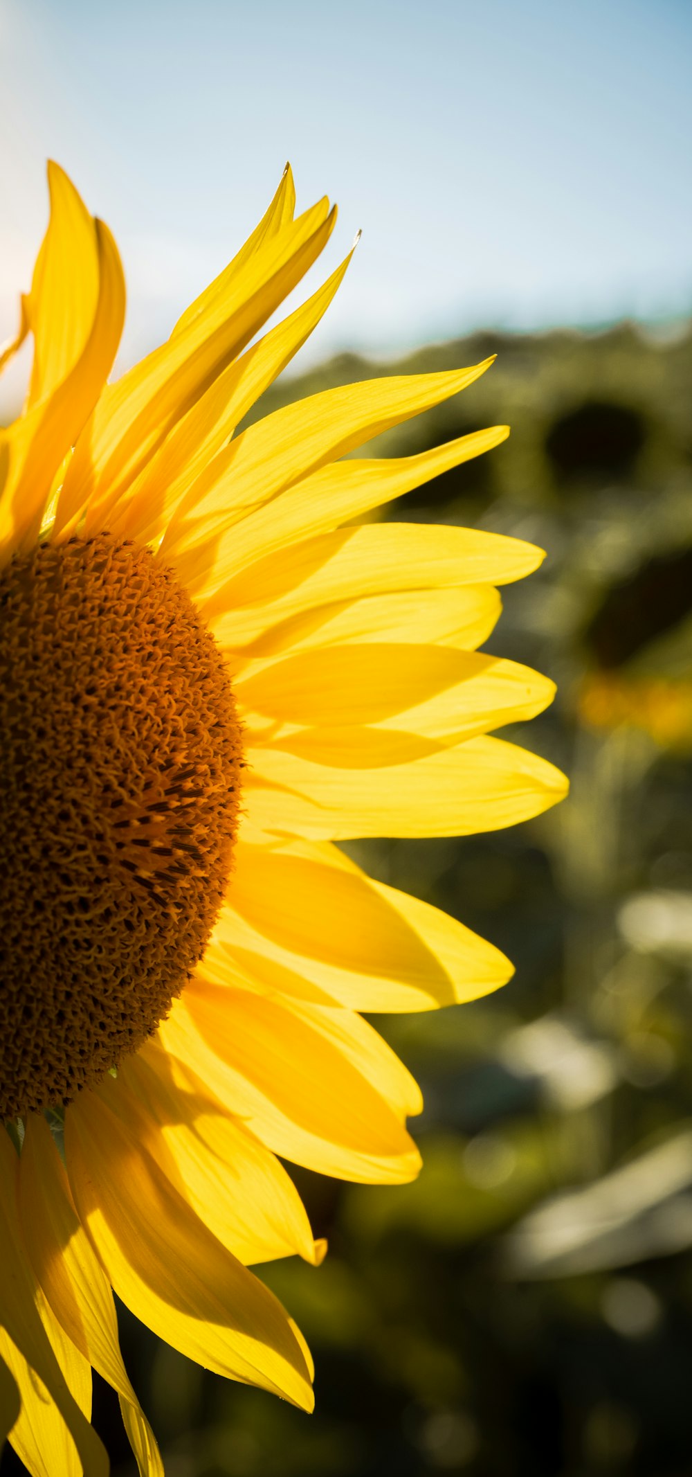 Gelbe Sonnenblume in Nahaufnahme