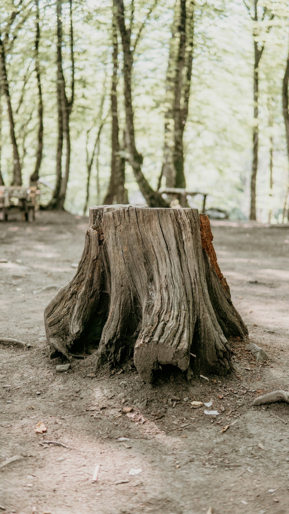 Braune Holzplatte tagsüber