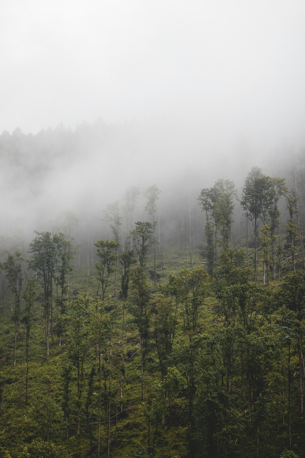 forest covered in fog