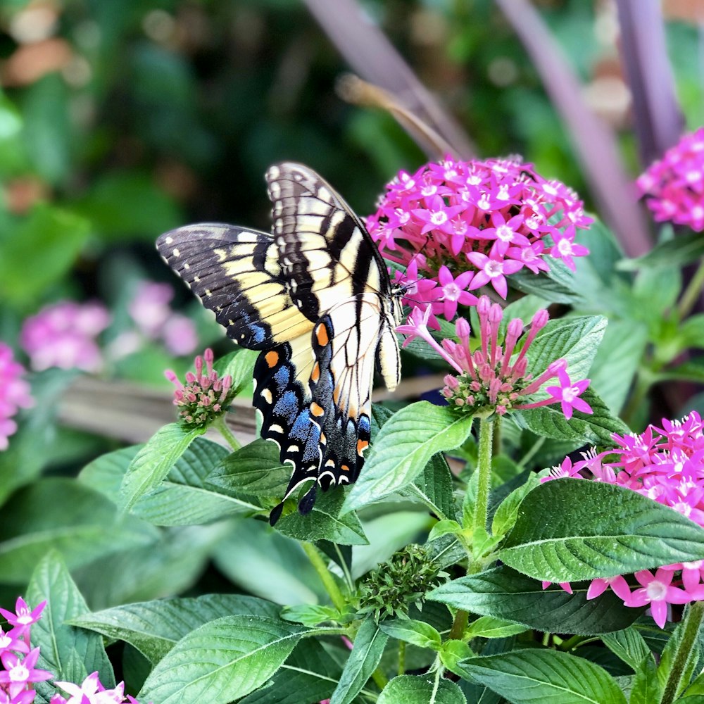 mariposa azul, negra y amarilla en flor de pétalos rosados