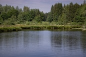A serene water body surrounded by trees, symbolizing the purification of water through reforestation efforts.