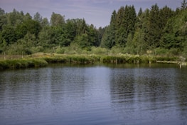 A serene water body surrounded by trees, symbolizing the purification of water through reforestation efforts.