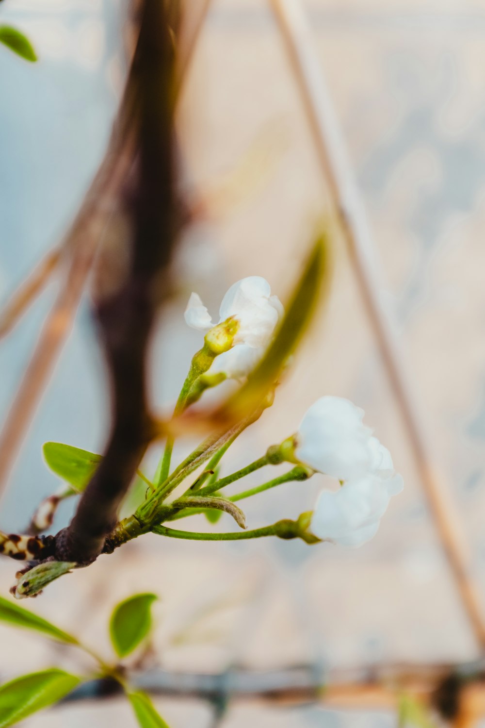 white petaled flowers