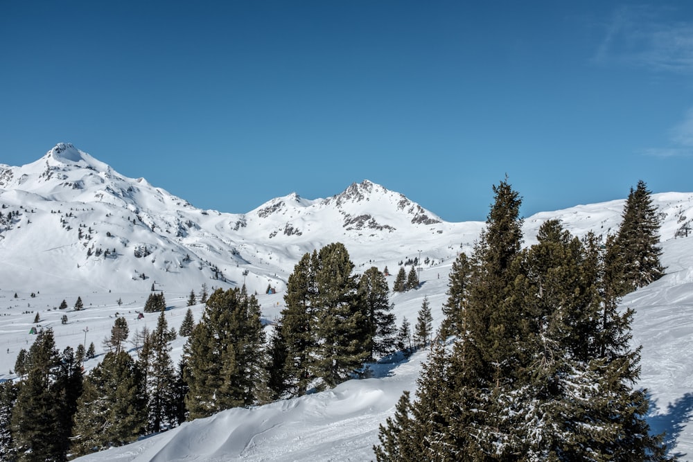 trees on snow mountain