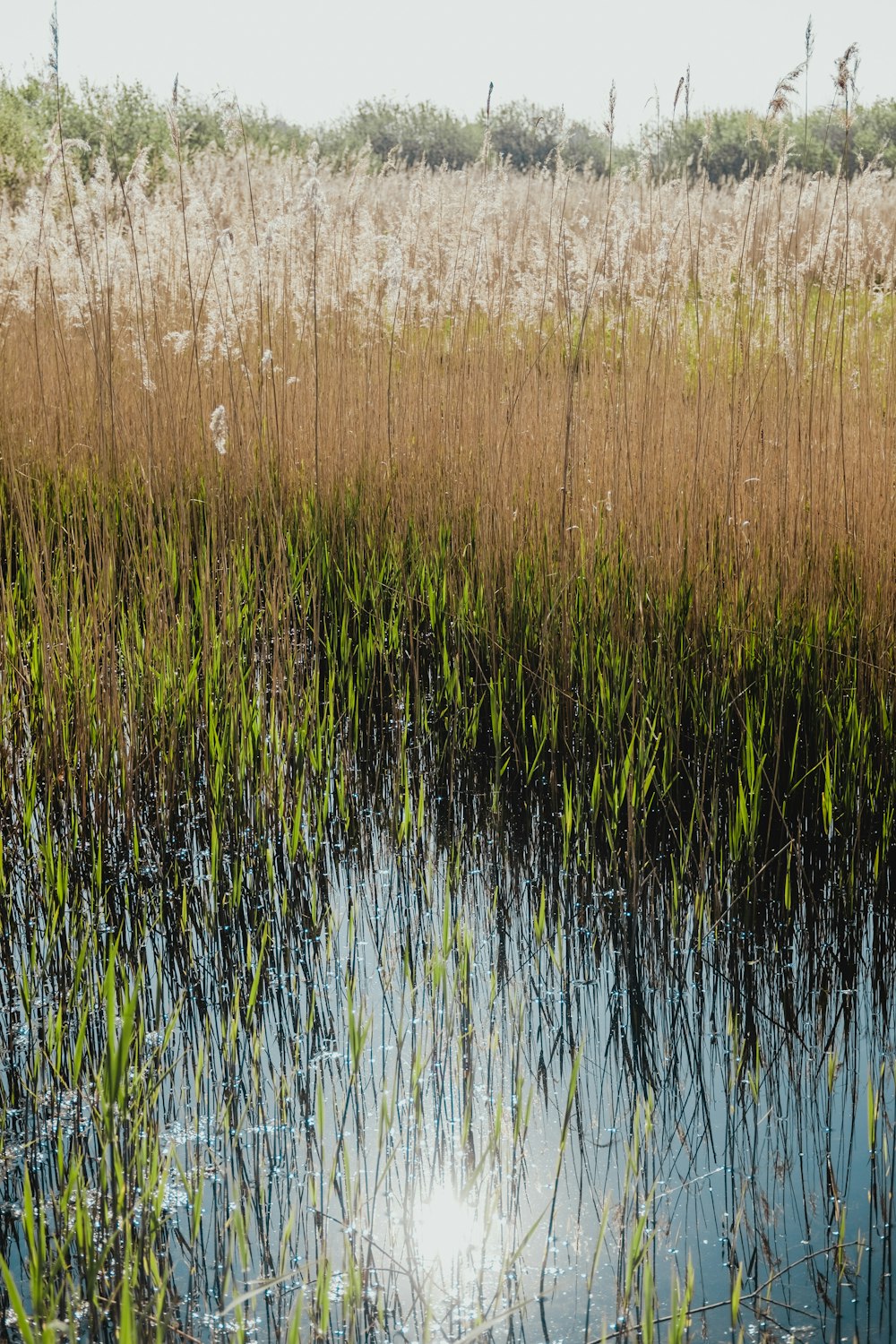 a pond surrounded by tall grass and weeds