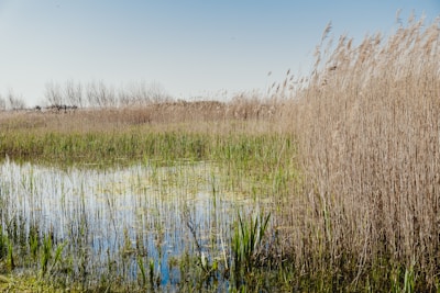 A serene wetland habitat where Ridgway's rail can be found among tall reeds.
