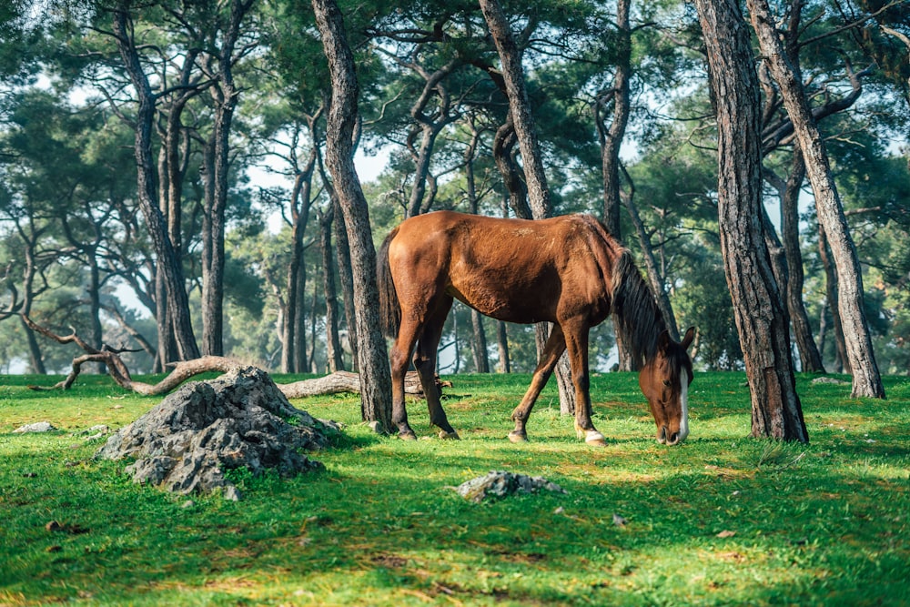 brown horse