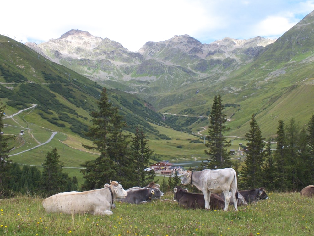 white and black cows beside green trees at daytime