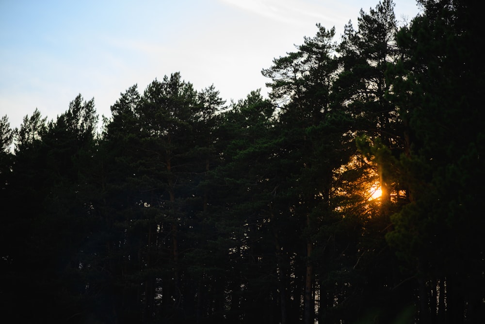 green trees