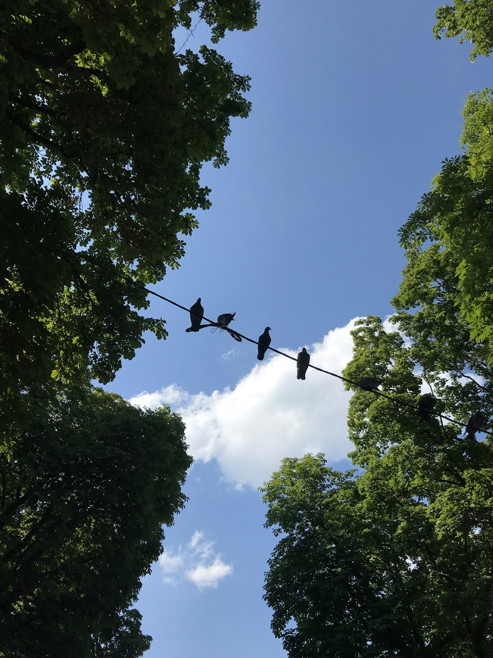 birds on electric line near green leaf trees