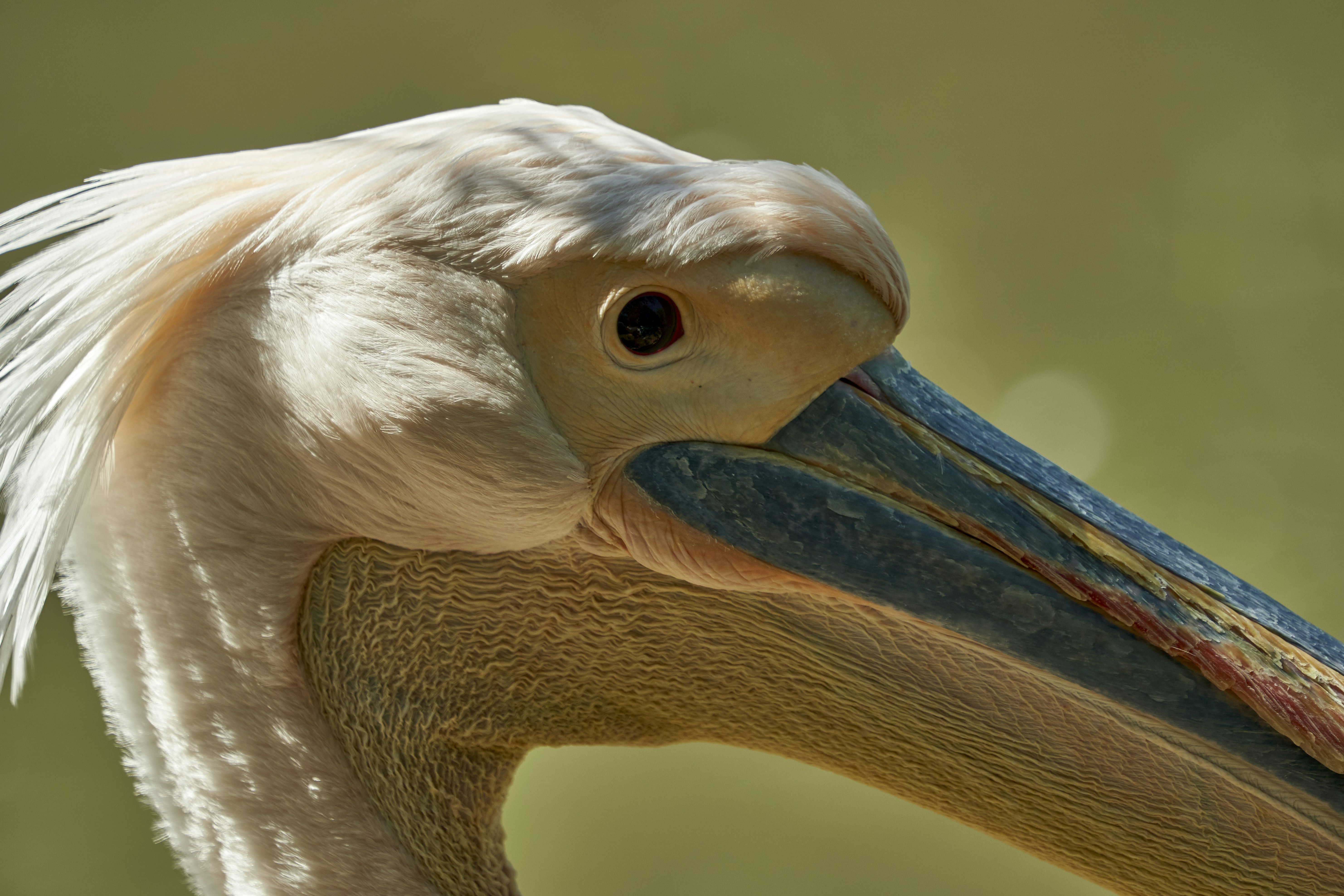 Photo by wolfgang_hasselmann