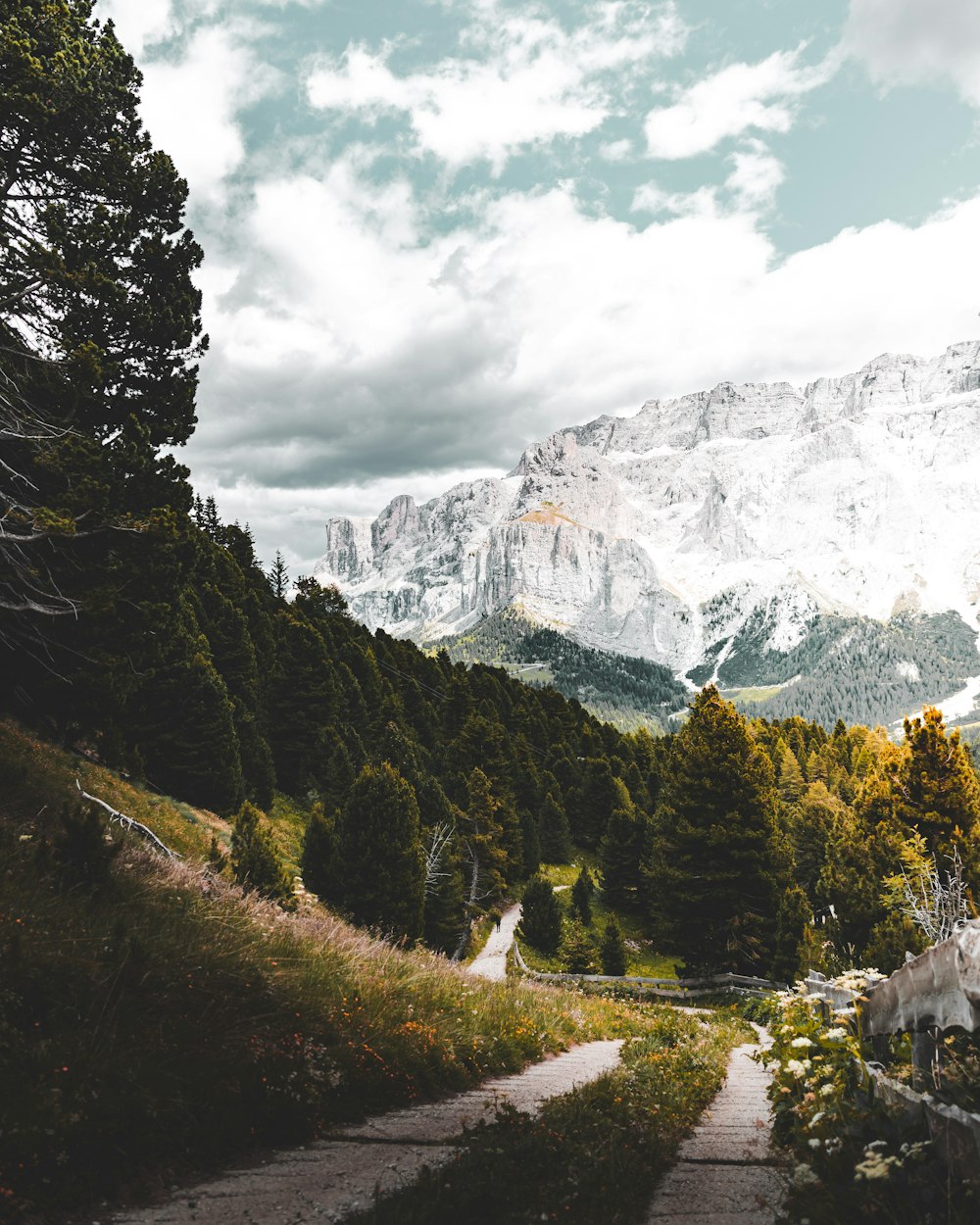 alberi lungo la strada